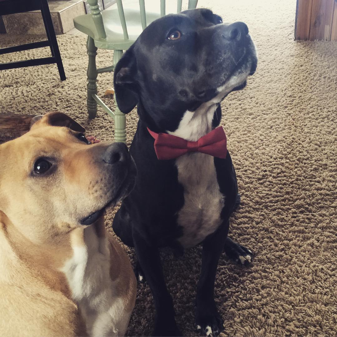 Thanksgiving dogs.