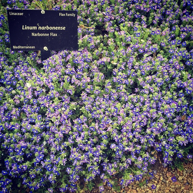 Narbonne Flax