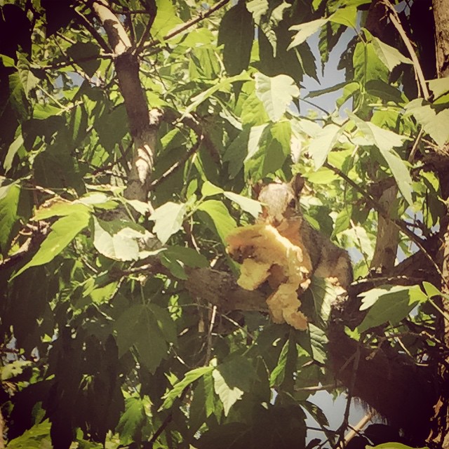 These little jerks keep bringing tasty trash into my yard to nibble on, then leave it laying around.