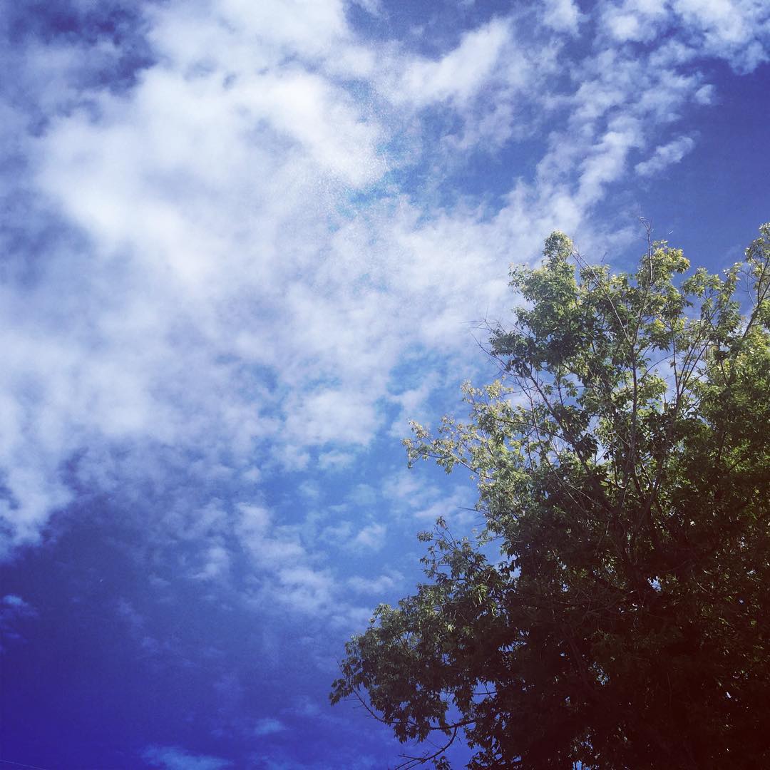 Backyard vibes #sky #clouds #tree