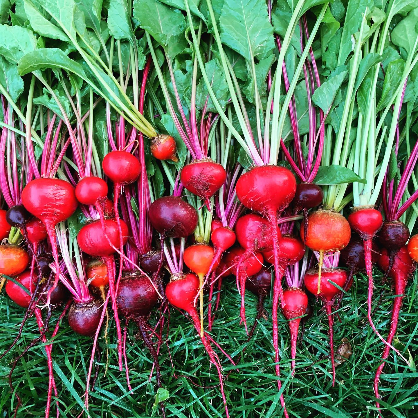 Beets n’ Carrots. Garden hauling. #vegetablegarden #beets #carrots #vegetables #garden
