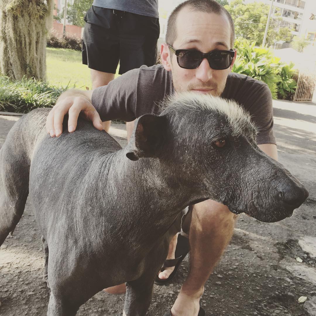 Temple Guard Dog/Demon. Super friendly.