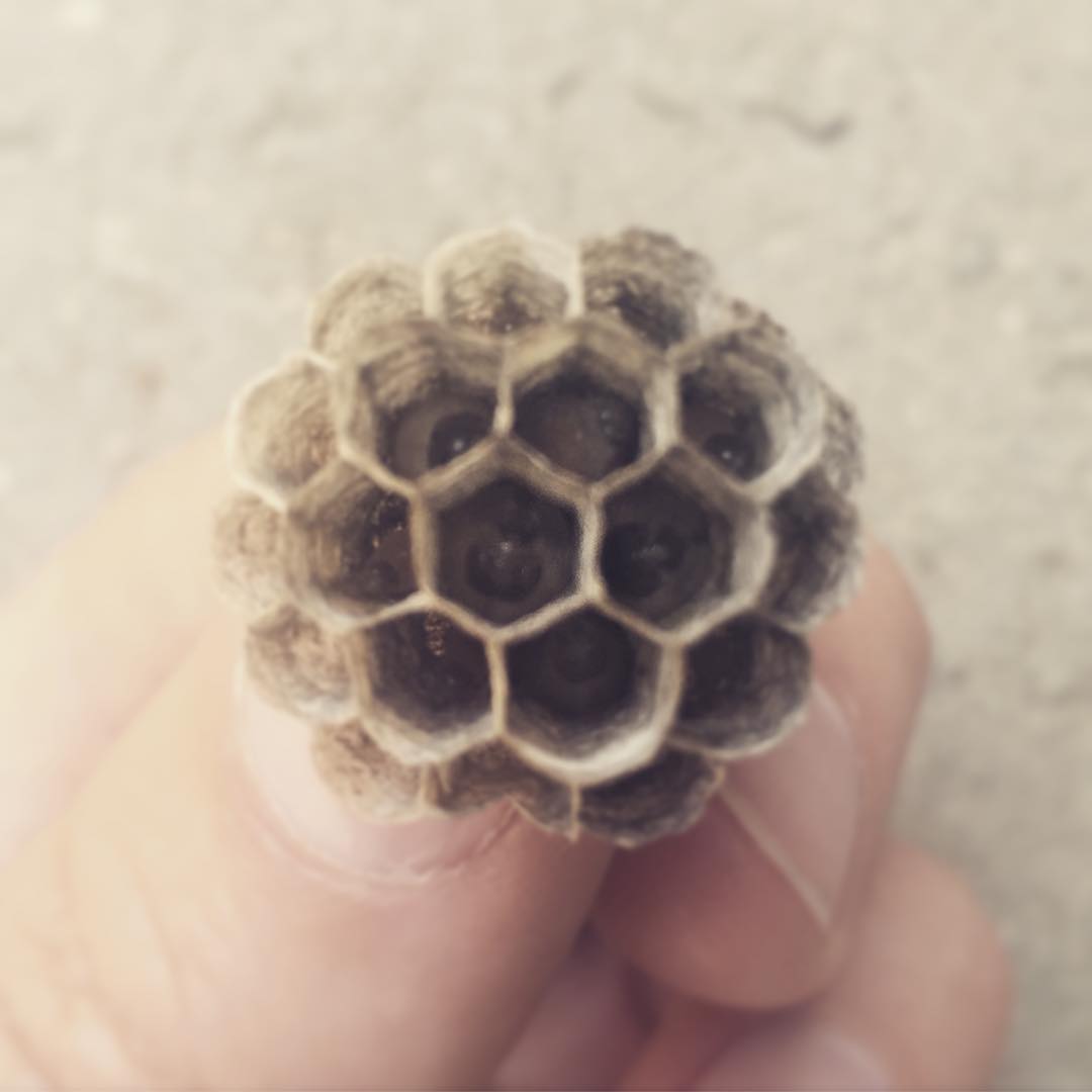 Wasp Nest
