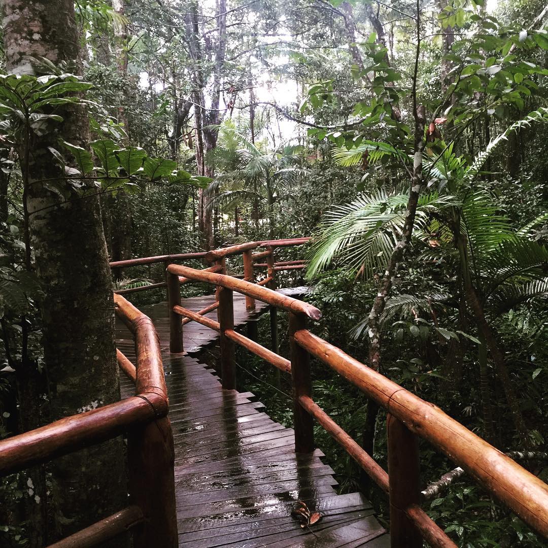 #rainforest #queensland #sunshinecoast #jungle