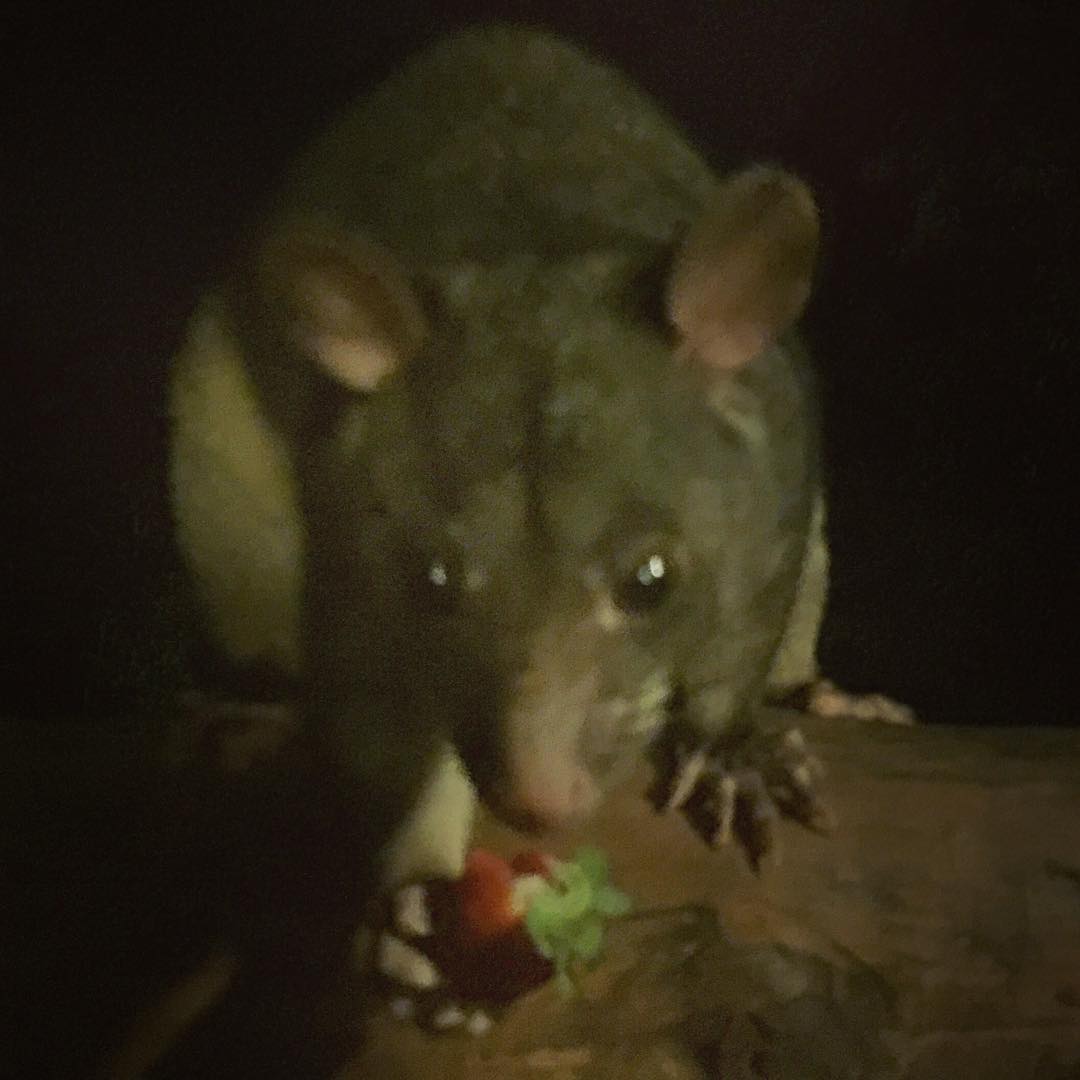Feeding the Possums. #jillandkai16616