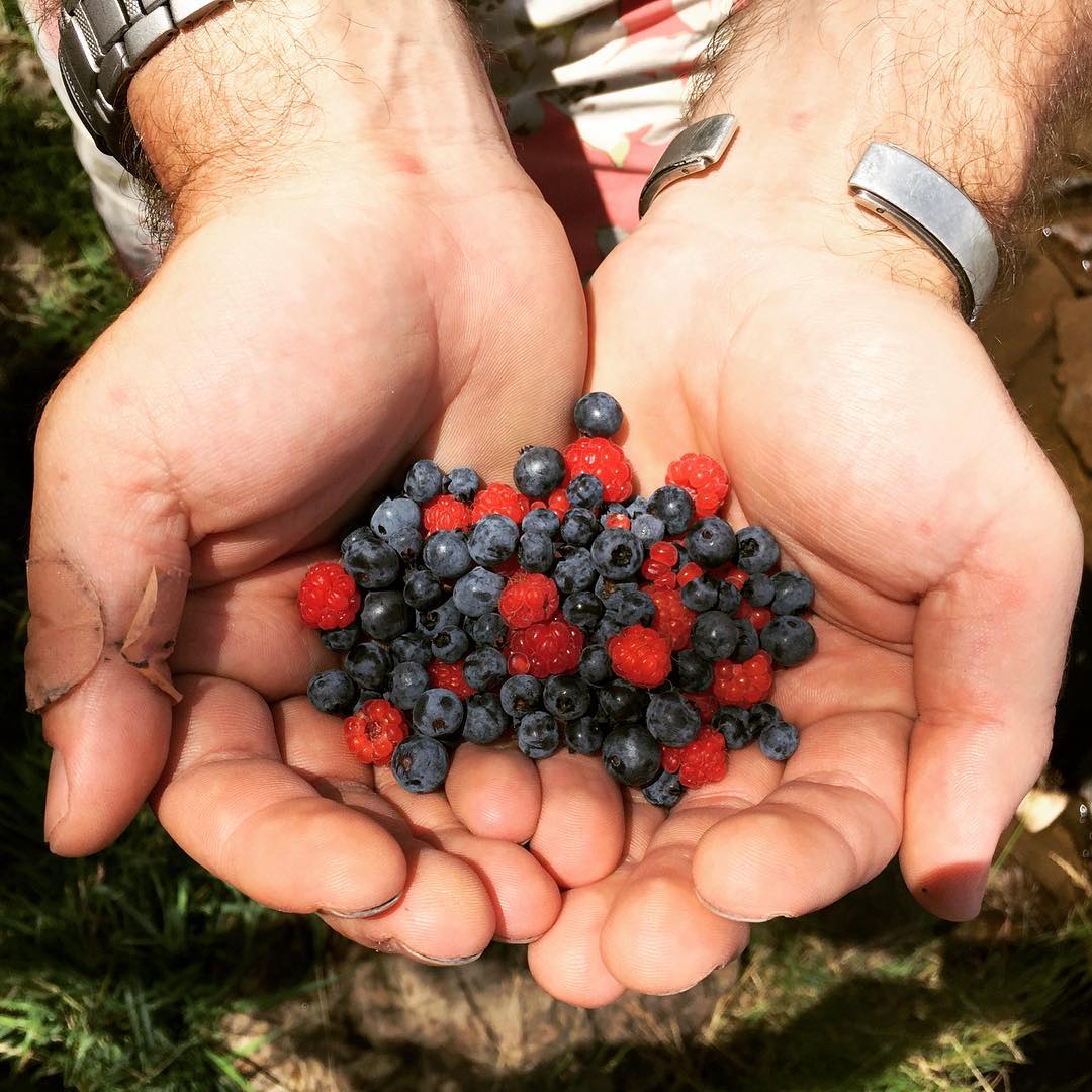 Foraging bounty. Berry salad. #bwca