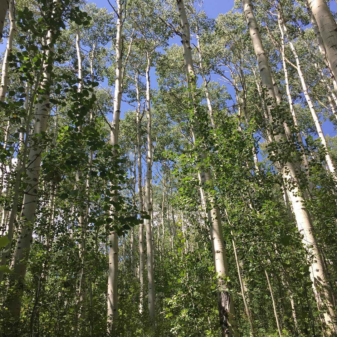Aspen for days. #aspen #colorado #sabbatical