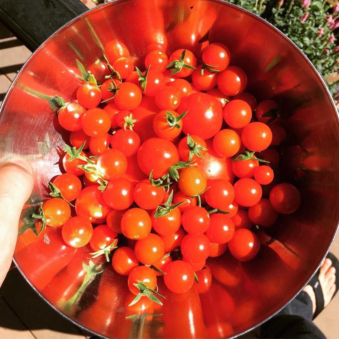 Quick harvest this morning. #tomatoes #garden #vegetablegarden
