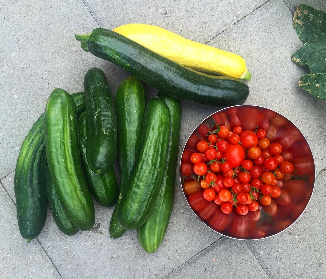 Another day in the #garden. #cherrytomatoes #tomatoes #cucumber #zuchinni #squash #vegetables