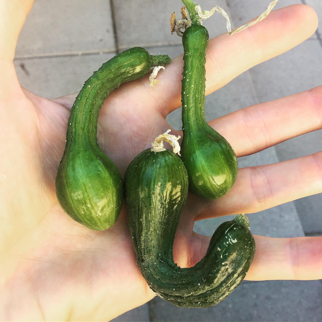 You’re doing it wrong, cucumbers. #vegetablegarden #cucumber