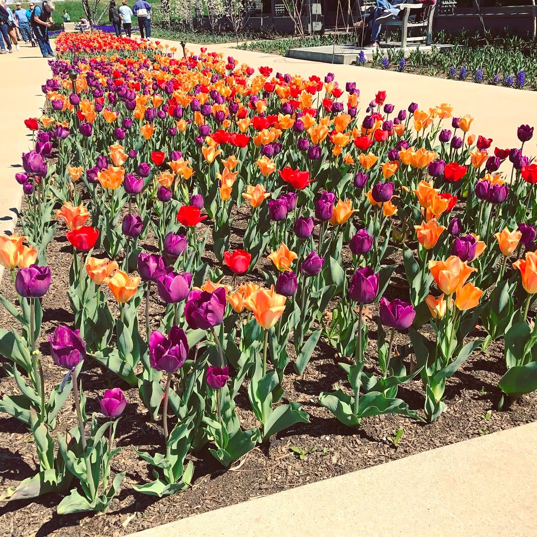 Tulip Party #flowers #tulips #garden