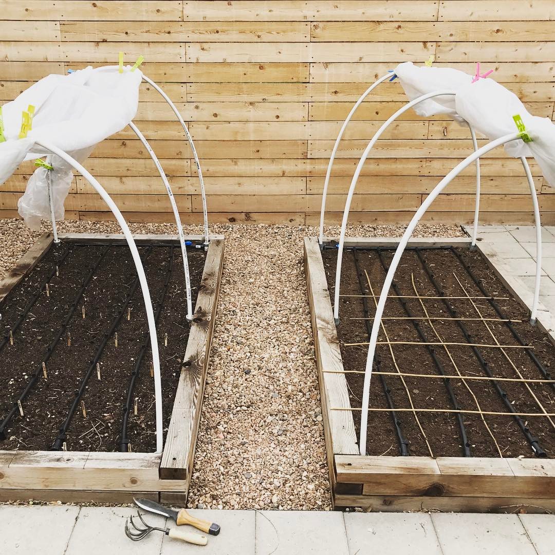 Got all the cooler season things planted finally. Even though it’s pretty warm already, and forecast for more of the same.