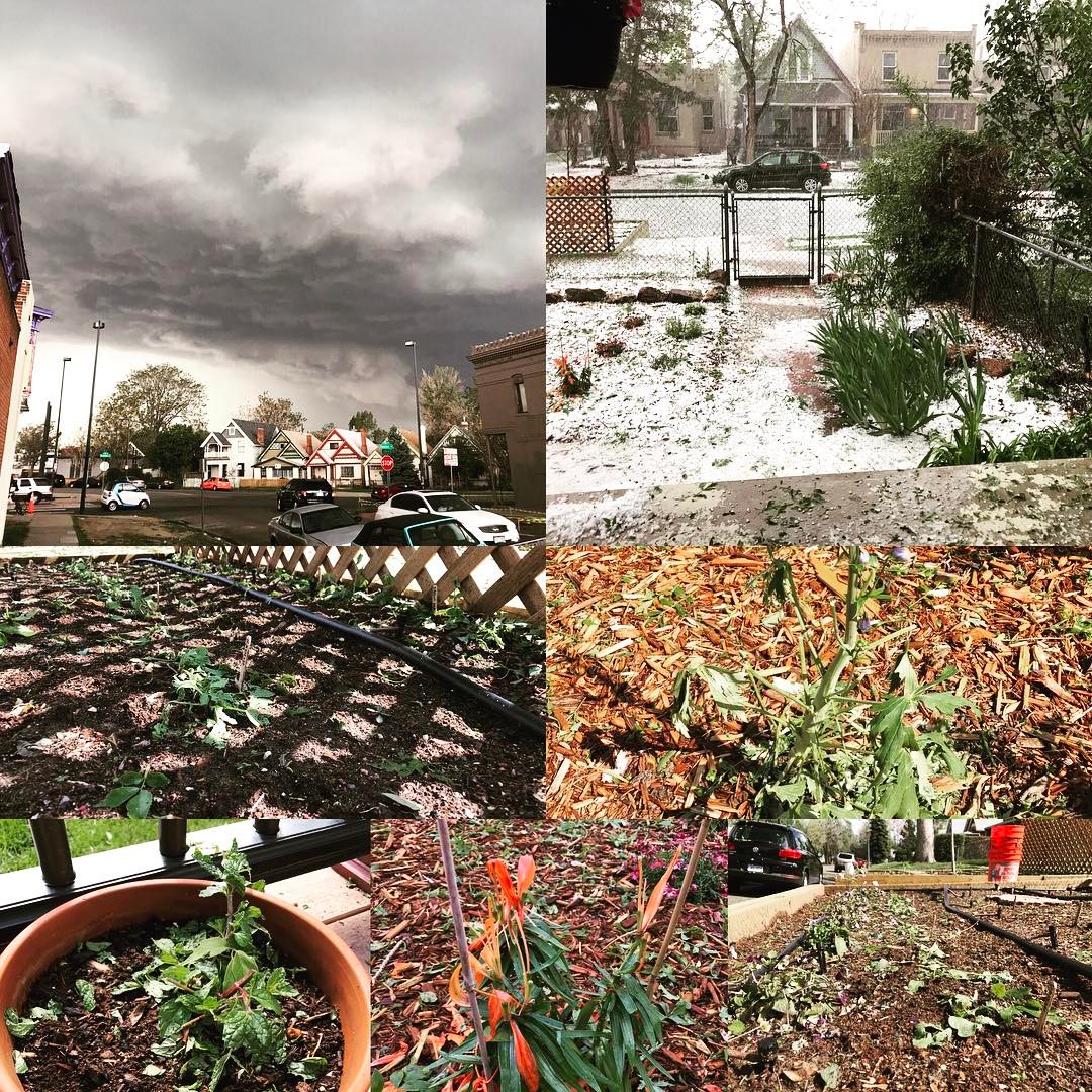 Pure Massacre. #hail storm and aftermath. So many little 🌿 shredded and most likely dead ☠️