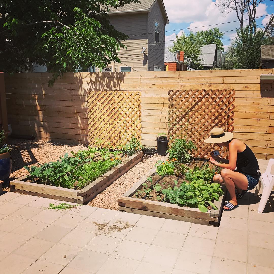 New additions to the #vegetablegarden. Last season’s dried sunflower-stalk supported trellises for #tomatoes and #beans to grow on.