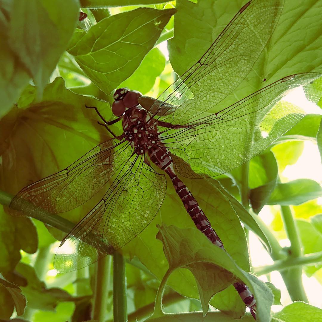 Woke up to this stunning creature just hanging out in our tomato plant.