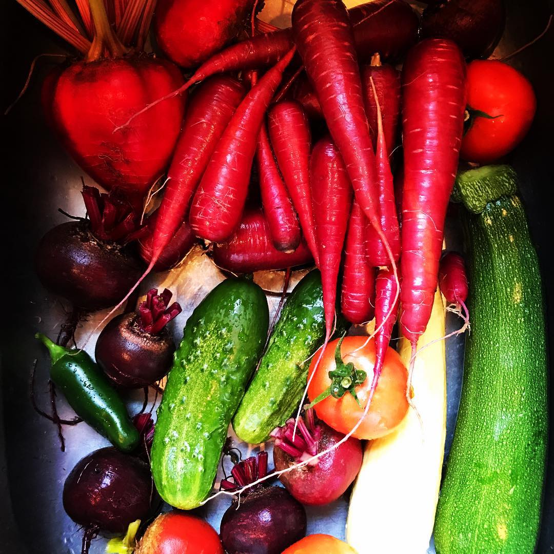 Yesterday’s haul. #vegetablegarden #veggies #beets #cucumber #squash #zucchini #tomatoes #carrots #jalapeno