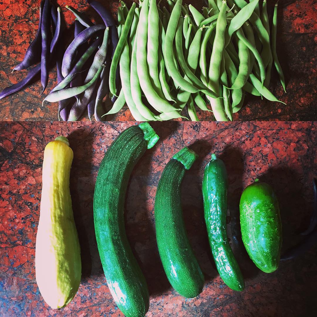 #todaysharvest #beans #zucchini #squash #cucumber