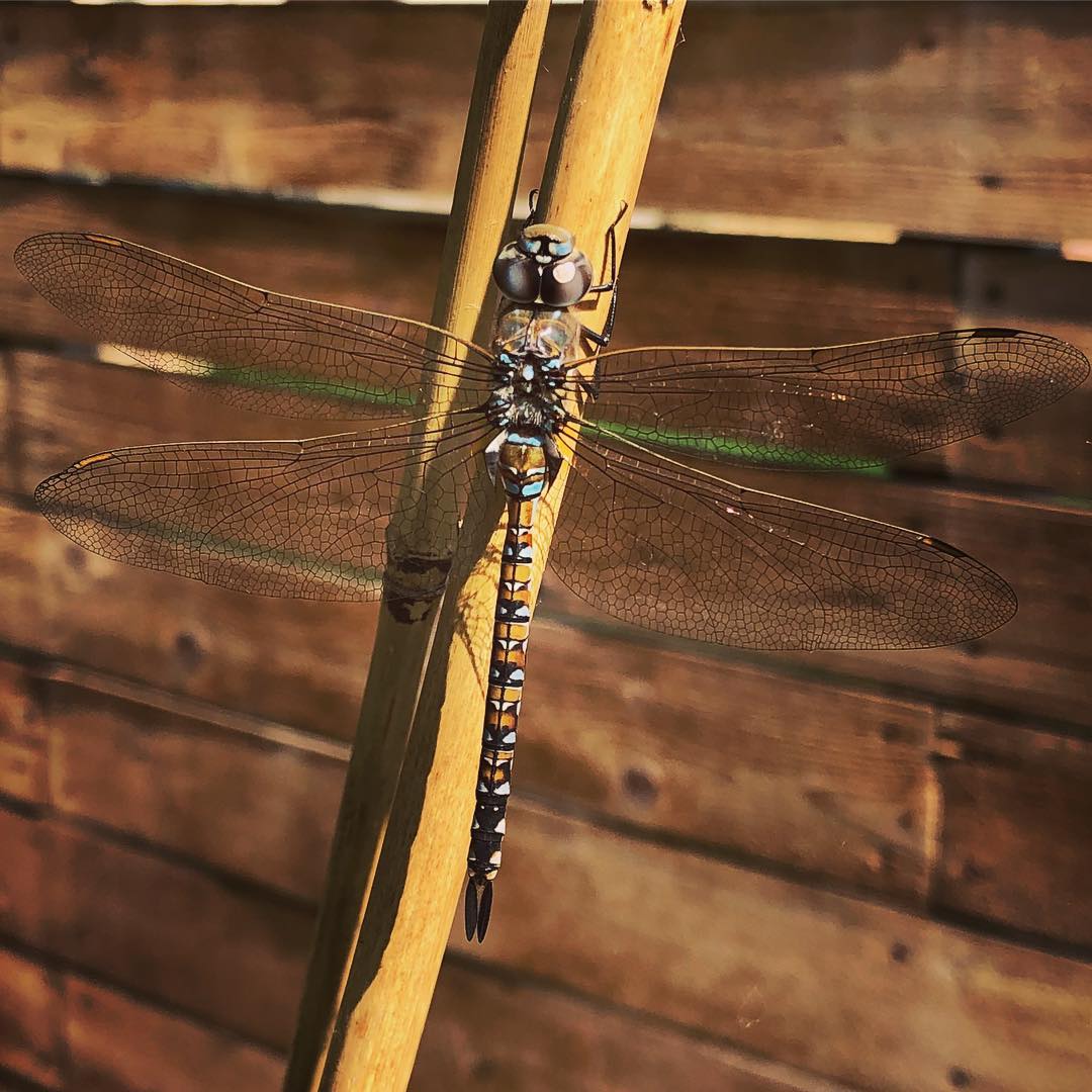 Today’s garden visitor #dragonfly #garden