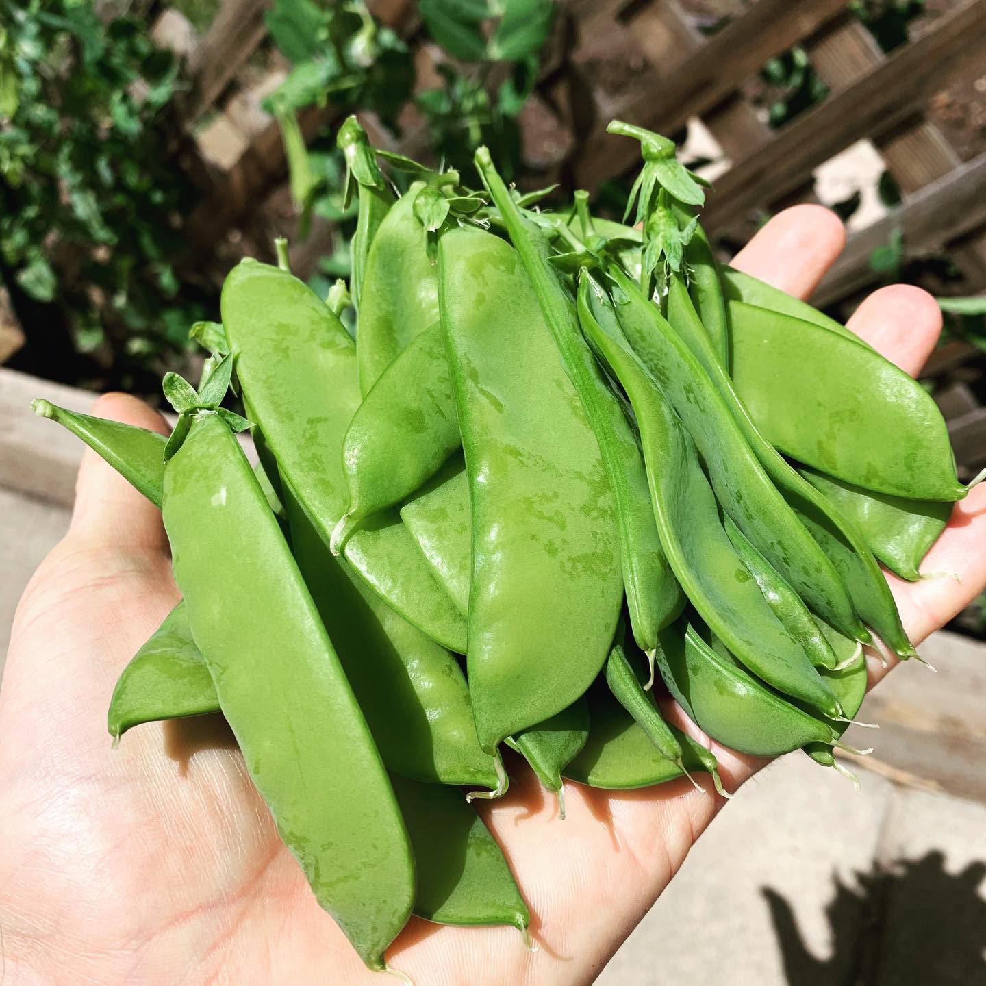 Garden loot. #peas #urbangarden #vegetablegarden