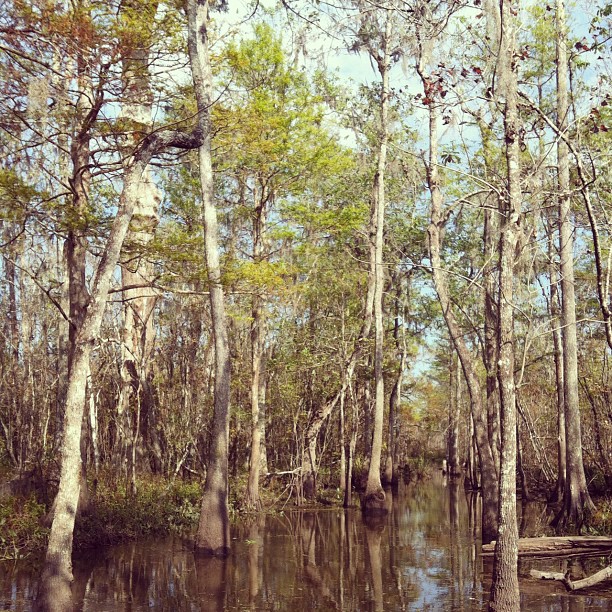 Beautiful Swamp. We saw a couple little ‘gators!
