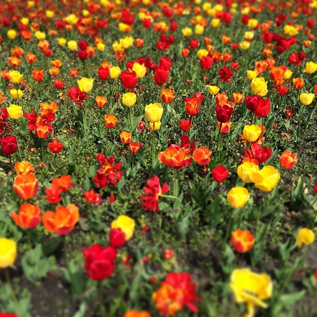 FLOWERS