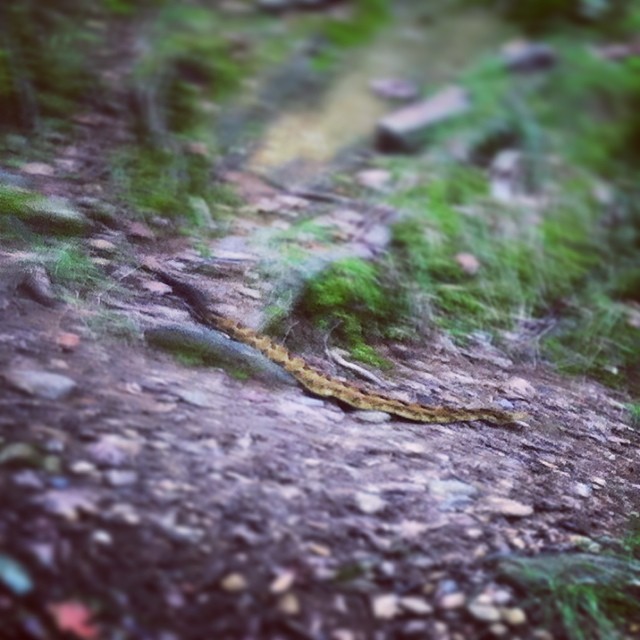 Fatty Timber Rattlesnake seen in #Harriman State Park last August. Be safe/alert, ppl!