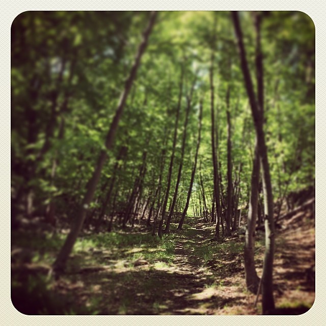 Into The Wild