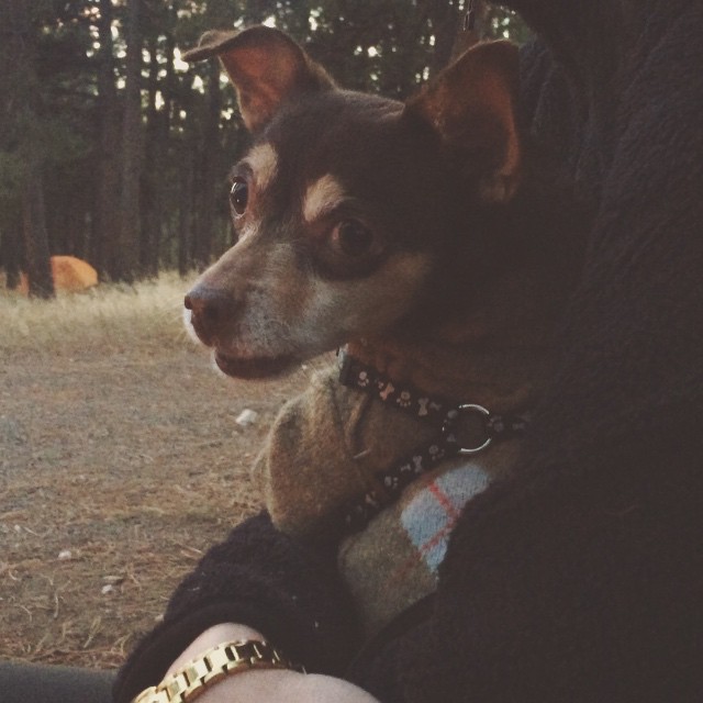 Bambi doesn’t want anyone to have any fun. Growling at 2 other dogs playing fetch.