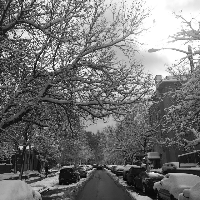 Crazy overnight snow. Check out the accumulations on the branches.