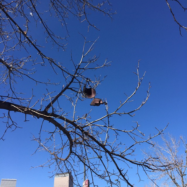 Support Our Trees!